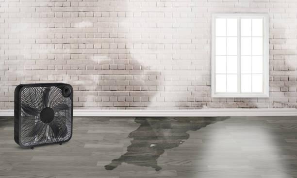 Best Carpet water damage restoration  in Port Hueneme, CA